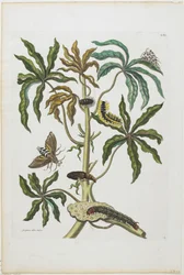 Rupsen en Insecten met Bladgroen, 1705-71